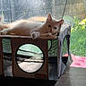 cat, white_cat, pet_cube, window, sunlight, indoor, relaxing, feline, daylight, furniture, glass, garden, greenery, mesh, pet_accessory, resting, animal, cute, cozy, domestic