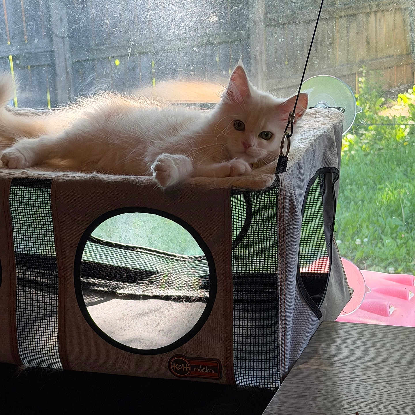 Finn