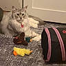 animal, brown, carpet, cat, close_up, cute, domestic_cat, feline, fluffy, gray, indoor, lying_down, pet, pink, playful, plush_toy, relaxed, toy, tunnel, yellow