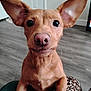 Zane is registered to the contest to win money with this photo: animal, brown, canine, closeup, companion, cute, dog, domestic, ears, eyes, fabric, floor, fur, indoor, leopard_print, looking, pet, sitting, snout, whiskers