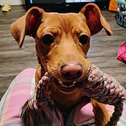 Zane is registered to the contest to win money with this photo: animal, brown_dog, close_up, cute, dog, ears, floor, home, human_lap, indoor, nose, pet, pet_toy, plaid_pants, playful, puppy, rope_toy, television, toy, wooden_floor