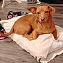 Zane is registered to the contest to win money with this photo: animal, blanket, brown_dog, canine, cozy, cute, decor, dog, domestic, ears, floor, fur, home, indoor, laying, looking, pet, pillow, resting, wooden_floor