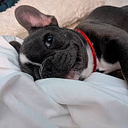 Suzie Q is registered to the contest to win money with this photo: animal, blanket, close_up, collar, cozy, cute, dog, ears, french_bulldog, fur, indoors, lying_down, pet, portrait, puppy, resting, sleeping, soft, white, young