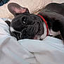 animal, blanket, close_up, collar, cozy, cute, dog, ears, french_bulldog, fur, indoors, lying_down, pet, portrait, puppy, resting, sleeping, soft, white, young