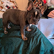 Go Go Howard is registered to the contest to win money with this photo: animal, bed, black, blanket, brown, cozy, curious, cushion, dog, ears, face, french_bulldog, furniture, home, indoor, looking, pet, puppy, white_marking, young