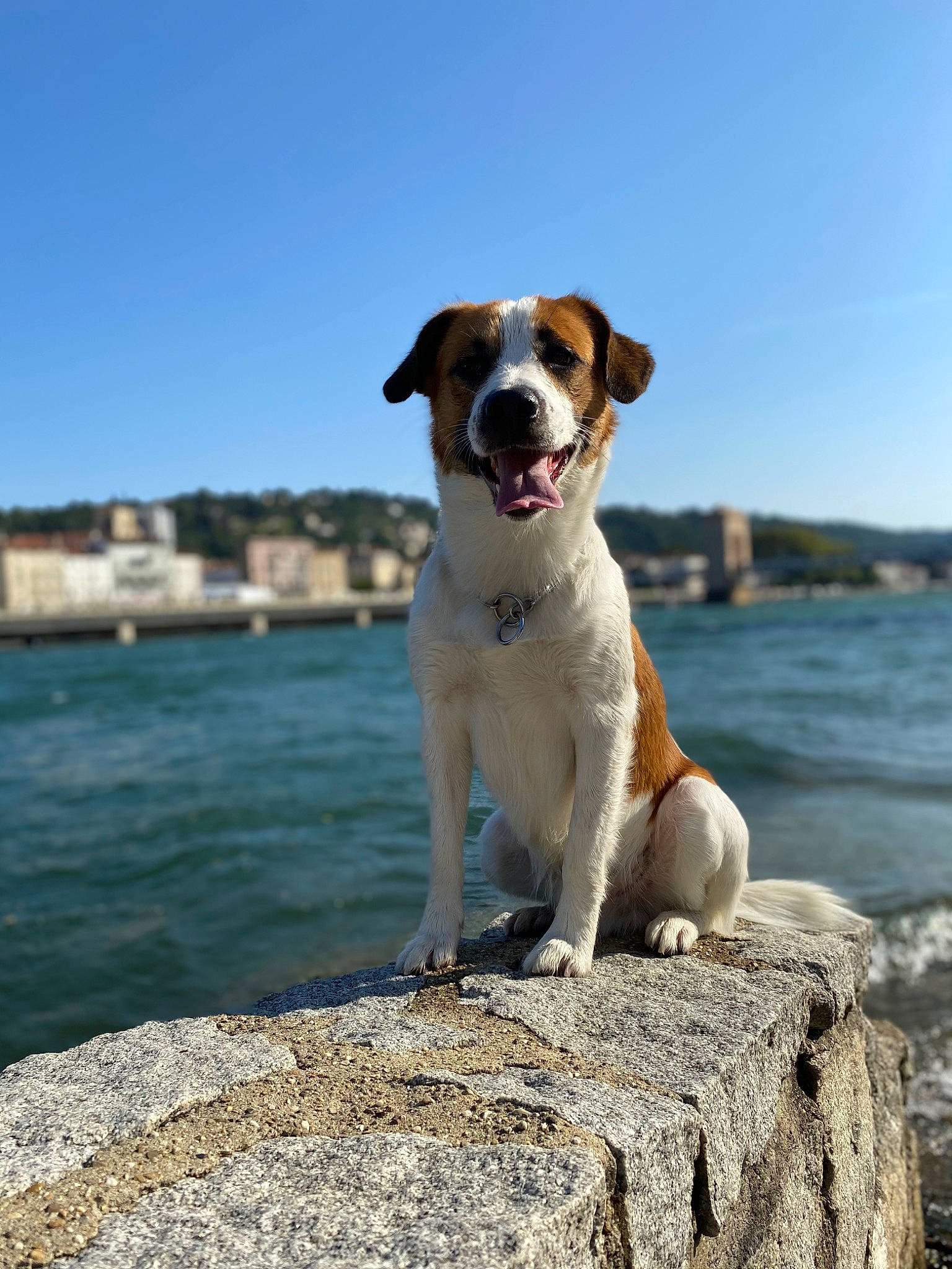 Beethoven a rejoint le concours — aidez-le/la à gagner de superbes lots ! beach, canidae, carnivore, collar, companion_dog, dog, dog_breed, dog_collar, fawn, gun_dog, lake, liquid, ocean, rock, sky, snout, sporting_group, tail, water, working_dog