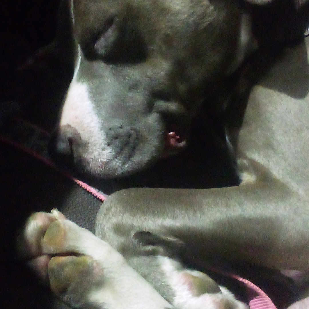 Diamond is registered to the contest to win money with this photo: animal, beagle, bodypart, boxer, bulldog, canine, dog, face, greatdane, head, hound, husky, labradorretriever, person, pet, pitbull, pointer, puppy, sleeping, snout