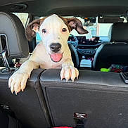 King is registered to the contest to win money with this photo: puppy, dog, car_interior, backseat, happy, tongue_out, white_dog, brown_ears, pet, animal, front_seat, headrest, clothing, blanket, seat, window, daylight, cute, playful, excited