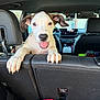 puppy, dog, car_interior, backseat, happy, tongue_out, white_dog, brown_ears, pet, animal, front_seat, headrest, clothing, blanket, seat, window, daylight, cute, playful, excited