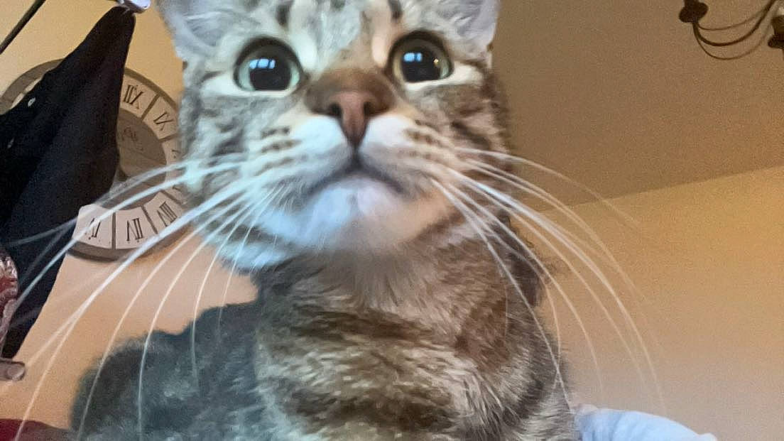 Tarzan participe au concours pour gagner de l'argent avec cette photo : carnivore, cat, domestic_short_haired_cat, felidae, fur, paw, small_to_medium_sized_cats, snout, terrestrial_animal, whiskers