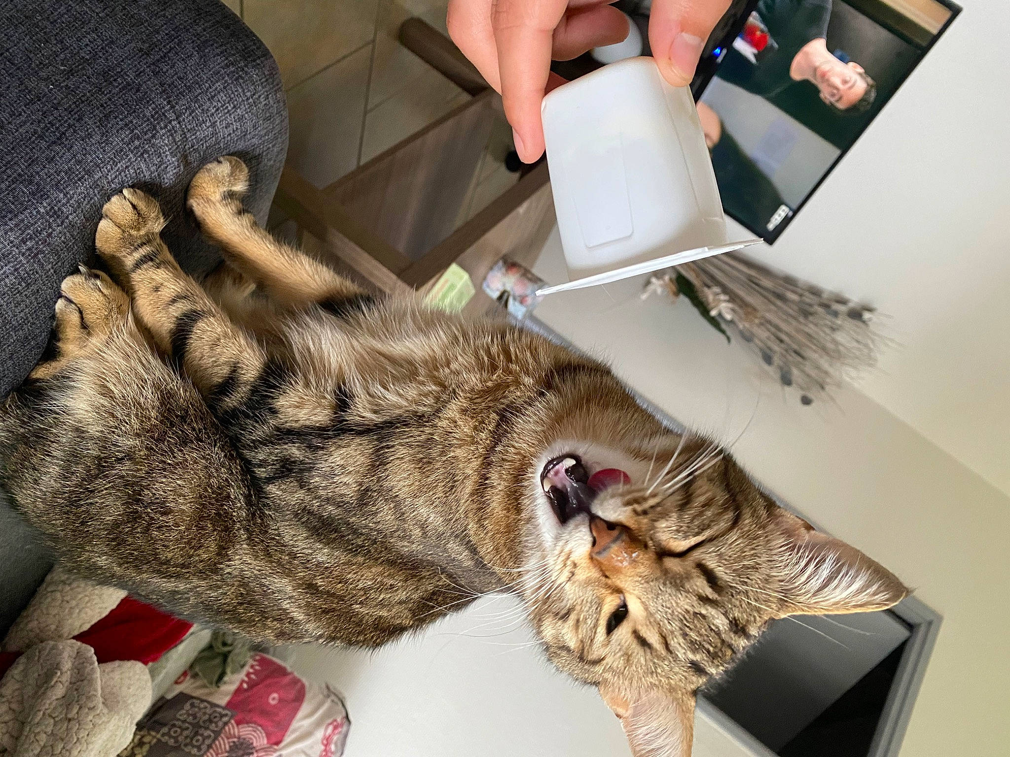 Tarzan a rejoint le concours — aidez-le/la à gagner de superbes lots ! art, bag, claw, comfort, domestic_short_haired_cat, felidae, flooring, foot, fur, fur_clothing, human_leg, linens, military_camouflage, paw, room, small_to_medium_sized_cats, sporting_group, table, tail, whiskers