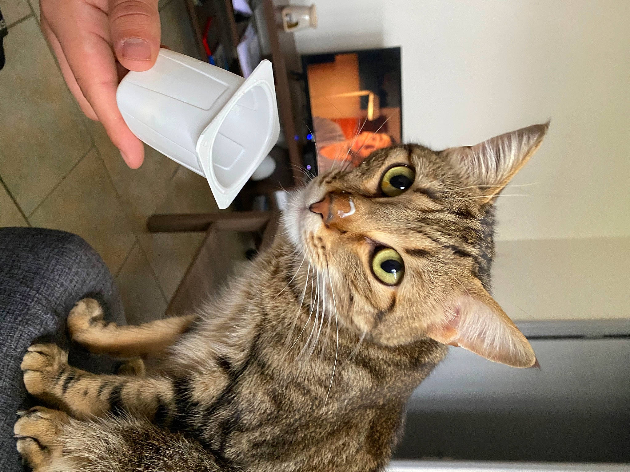 Tarzan participe au concours pour gagner de l'argent avec cette photo : carnivore, cat, claw, comfort, domestic_short_haired_cat, ear, fang, felidae, foot, fur, paw, sitting, small_to_medium_sized_cats, snout, tail, terrestrial_animal, whiskers