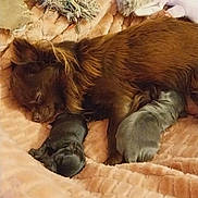 Daisy a rejoint le concours — aidez-le/la à gagner de superbes lots ! dog, puppies, sleeping, blanket, soft, cozy, fur, newborn, animal, pet, brown, cute, resting, domestic_animal, mammal, companion, bed, plush_toy, indoor, warm