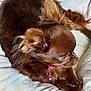 Daisy a rejoint le concours — aidez-le/la à gagner de superbes lots ! dog, brown_dog, small_dog, lying_down, pet, fur, ears, blanket, bedspread, cozy, animal, domestic_animal, resting, cute, indoor, canine, sleepy, furry, companion, cute_pet
