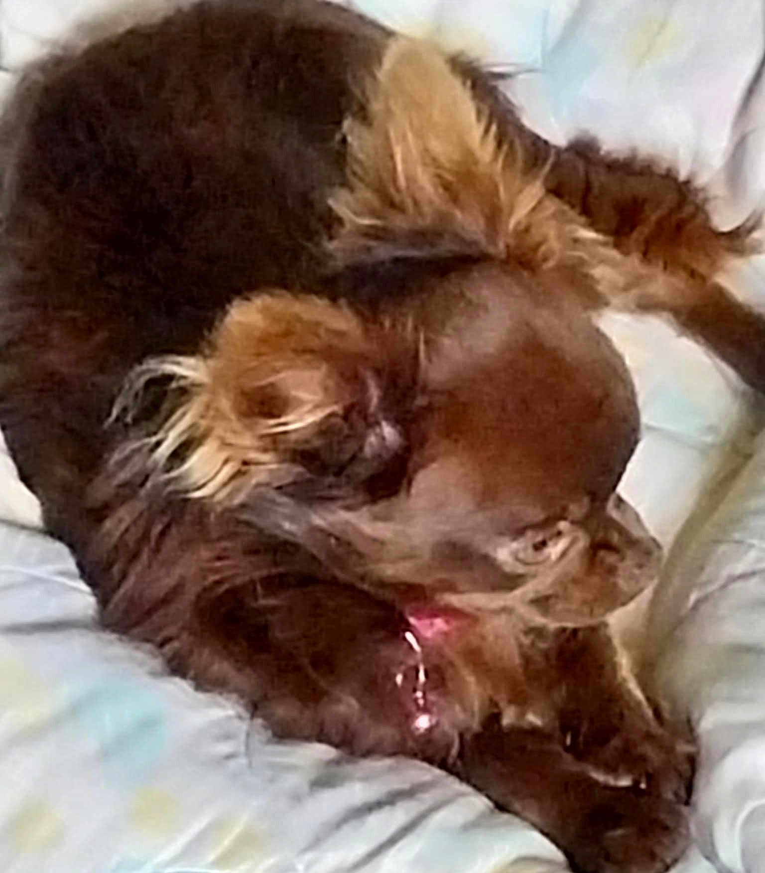 Daisy a rejoint le concours — aidez-le/la à gagner de superbes lots ! dog, brown_dog, small_dog, lying_down, pet, fur, ears, blanket, bedspread, cozy, animal, domestic_animal, resting, cute, indoor, canine, sleepy, furry, companion, cute_pet