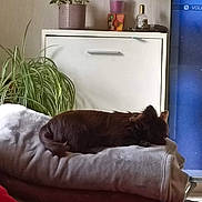 Daisy participe au concours pour gagner de l'argent avec cette photo : blanket, brown_dog, cabinet, couch, cozy, dog, folded_blanket, furniture, home, indoor, living_room, peaceful, pet, plant, potted_plant, relaxing, resting, sleeping, soft, television