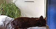 Daisy participe au concours pour gagner de l'argent avec cette photo : blanket, brown_dog, cabinet, couch, cozy, dog, folded_blanket, furniture, home, indoor, living_room, peaceful, pet, plant, potted_plant, relaxing, resting, sleeping, soft, television
