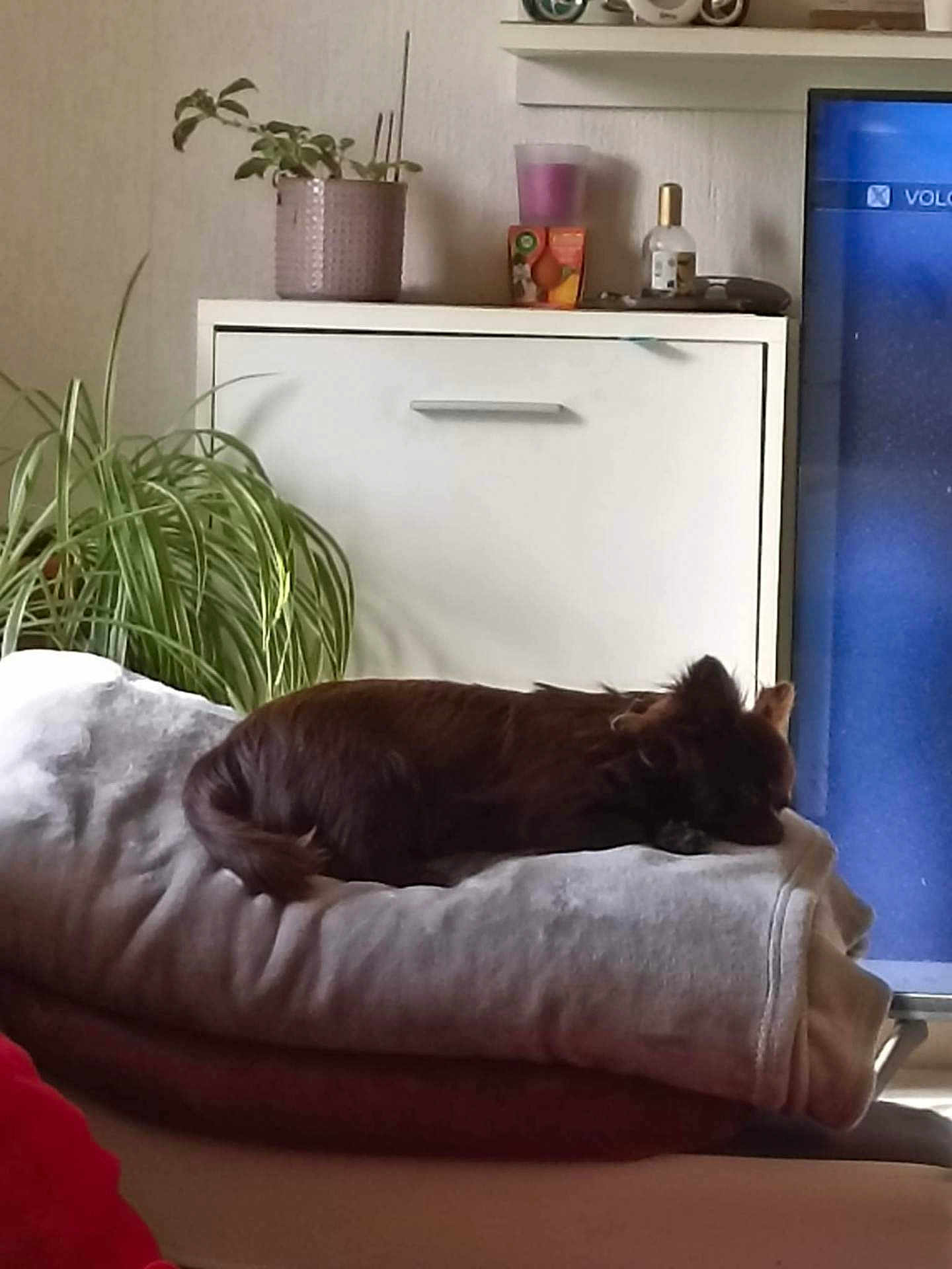 Daisy participe au concours pour gagner de l'argent avec cette photo : blanket, brown_dog, cabinet, couch, cozy, dog, folded_blanket, furniture, home, indoor, living_room, peaceful, pet, plant, potted_plant, relaxing, resting, sleeping, soft, television