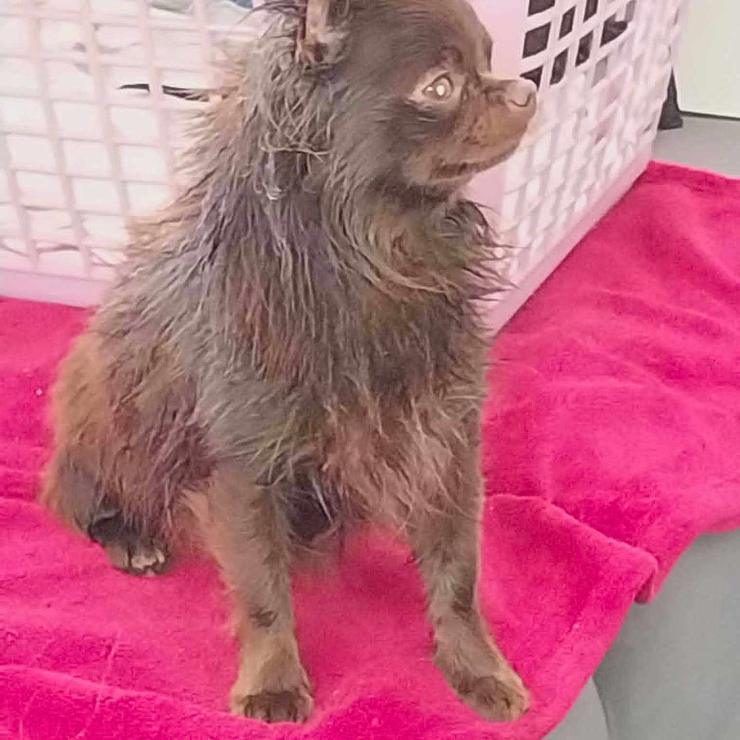 Daisy participe au concours pour gagner de l'argent avec cette photo : dog, small_dog, brown_fur, wet_fur, pet, animal, indoor, laundry_basket, pink_towel, floor, side_view, sitting, attentive, cute, furry, domestic_animal, household, waiting, flooring, close_up