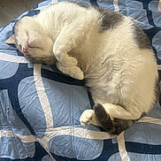 Kiki Lou joined the competition — help win amazing prizes! animal, bed, blanket, cat, comfort, cozy, curled_up, cute, fur, gray, indoor, paw, peaceful, pet, relaxed, resting, sleeping, soft, tail, white