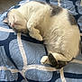animal, bed, blanket, cat, comfort, cozy, curled_up, cute, fur, gray, indoor, paw, peaceful, pet, relaxed, resting, sleeping, soft, tail, white