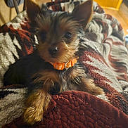 Mia joined the competition — help win amazing prizes! puppy, dog, small_dog, yorkshire_terrier, blanket, knit_blanket, orange_collar, collar, paw, fur, big_eyes, nose, indoor, living_room, furniture, wood_floor, cozy, portrait, closeup, adorable