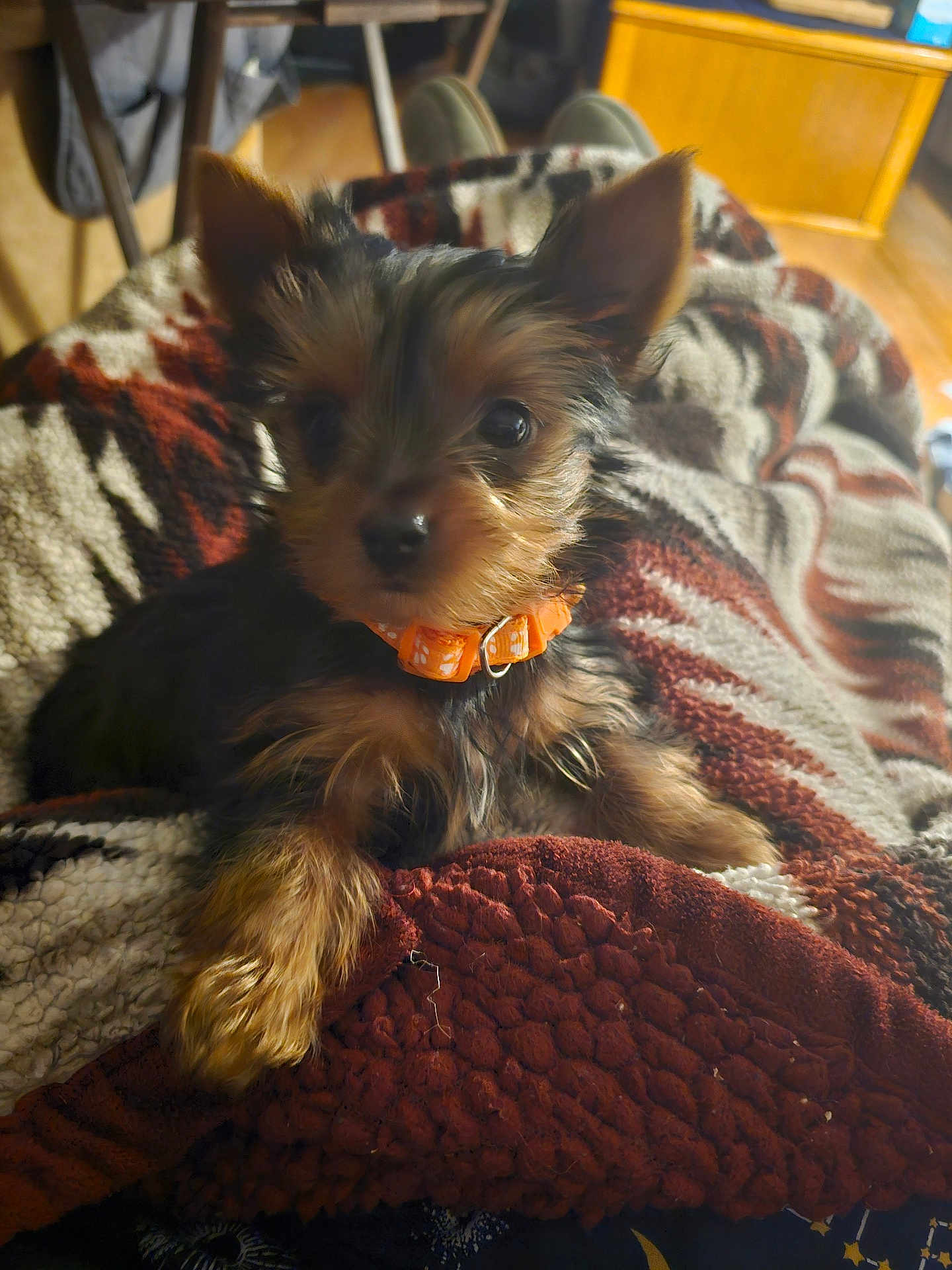 Mia joined the competition — help win amazing prizes! puppy, dog, small_dog, yorkshire_terrier, blanket, knit_blanket, orange_collar, collar, paw, fur, big_eyes, nose, indoor, living_room, furniture, wood_floor, cozy, portrait, closeup, adorable