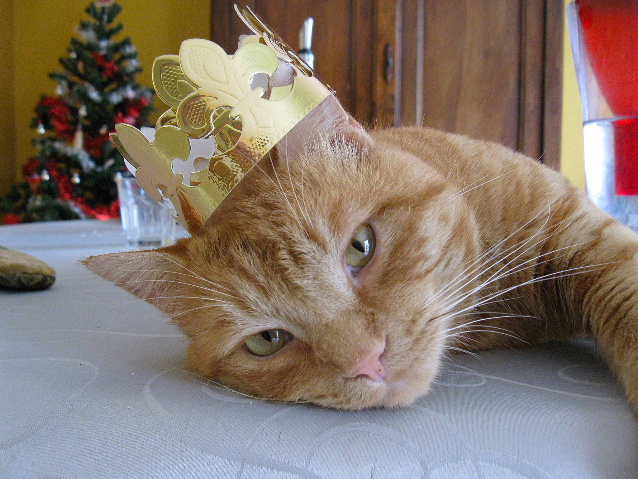 Dino a rejoint le concours — aidez-le/la à gagner de superbes lots ! carnivore, cat, christmas_ornament, christmas_tree, comfort, domestic_short_haired_cat, event, fawn, felidae, fur, holiday_ornament, linens, ornament, paw, plant, small_to_medium_sized_cats, tail, tree, whiskers, wood