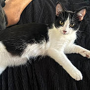 Milo is registered to the contest to win money with this photo: cat, black_and_white, pet, feline, animal, relaxed, lying_down, paw, whiskers, fur, tail, domestic_animal, indoor, closeup, texture, human_foot, resting, cute, young_cat, soft