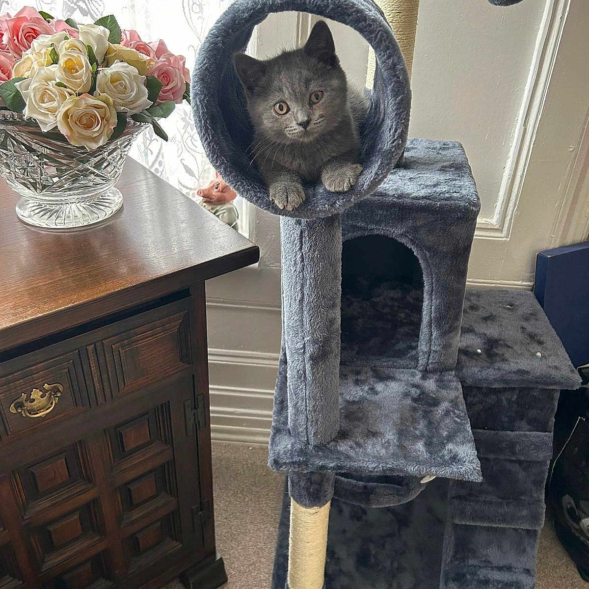 Milo is registered to the contest to win money with this photo: animal, art, canine, cat, chestofdrawers, flower, flowerarrangement, flowerbouquet, furniture, hardwood, ikebana, kitten, pattern, pet, plant, plush, rose, stainedwood, toy, wood
