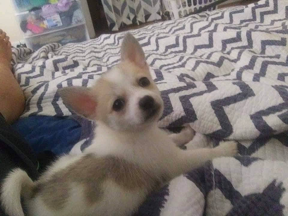 Chief is registered to the contest to win money with this photo: canidae, carnivore, comfort, companion_dog, dog, dog_breed, fawn, fur, non_sporting_group, pattern, paw, snout, sporting_group, terrestrial_animal, toy_dog, whiskers, working_animal