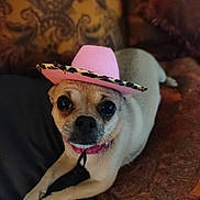 Tinkerbell joined the competition — help win amazing prizes! dog, small_dog, hat, pink_hat, cowboy_hat, leopard_print, pet, animal, couch, indoor, close_up, cute, looking_at_camera, lying_down, furniture, domestic_animal, brown_fur, black_nose, whiskers, ears