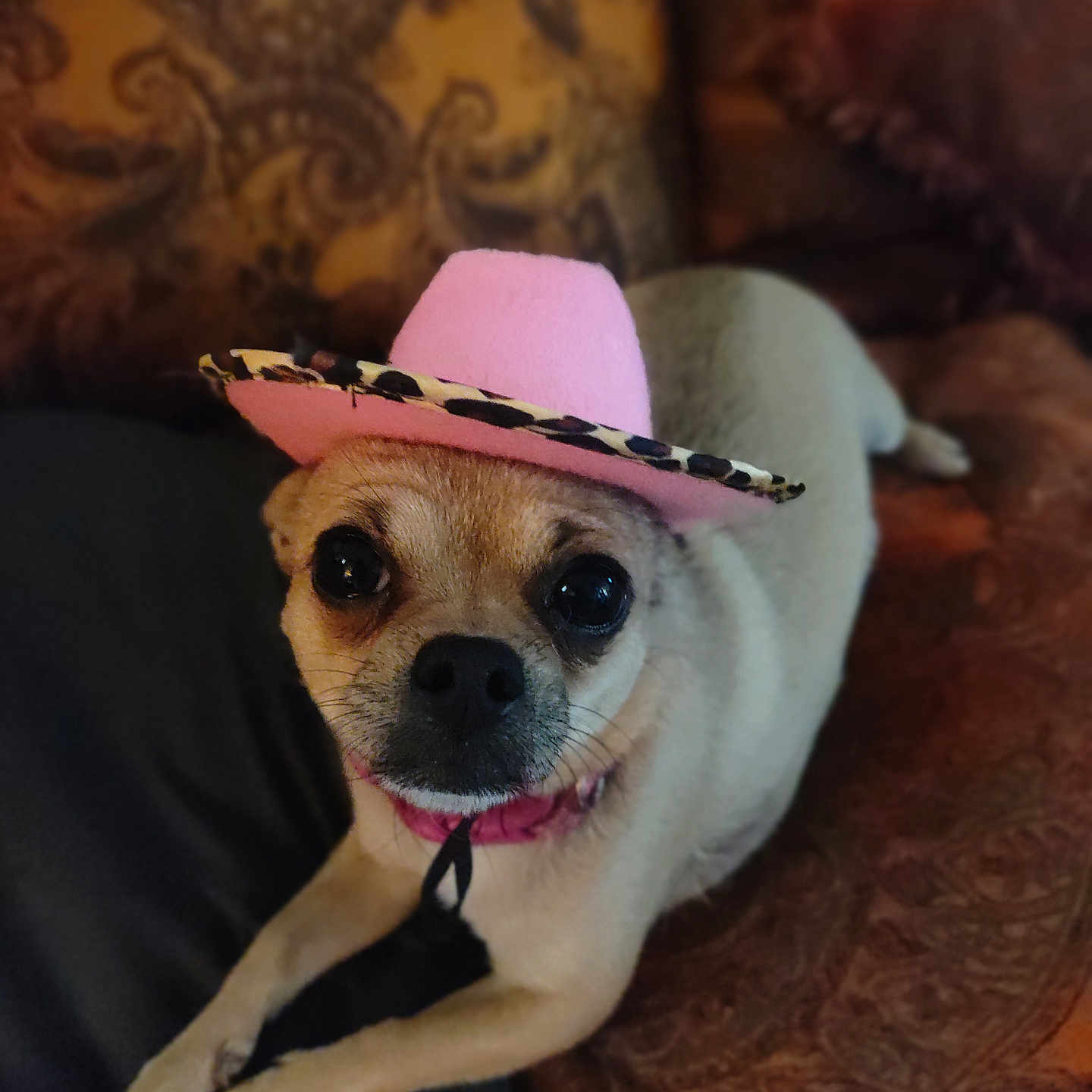 Tinkerbell joined the competition — help win amazing prizes! animal, black_nose, brown_fur, close_up, couch, cowboy_hat, cute, dog, domestic_animal, ears, furniture, hat, indoor, leopard_print, looking_at_camera, lying_down, pet, pink_hat, small_dog, whiskers