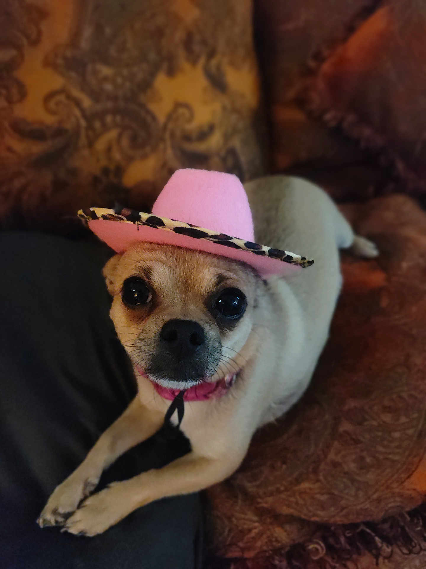 Tinkerbell joined the competition — help win amazing prizes! dog, small_dog, hat, pink_hat, cowboy_hat, leopard_print, pet, animal, couch, indoor, close_up, cute, looking_at_camera, lying_down, furniture, domestic_animal, brown_fur, black_nose, whiskers, ears