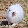 animal, cute, daylight, dog, face, fluffy, fur, furry, grass, happy, mammal, nature, outdoor, pet, pomeranian, small_dog, smiling, tongue, walking, white