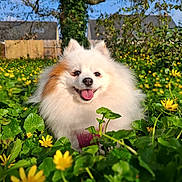 Luna a rejoint le concours — aidez-le/la à gagner de superbes lots ! dog, fluffy, white_dog, outdoor, yellow_flowers, green_leaves, happy, tongue_out, nature, sunlight, tree, sky, garden, pet, cute, animal, spring, smiling, fur, small_dog
