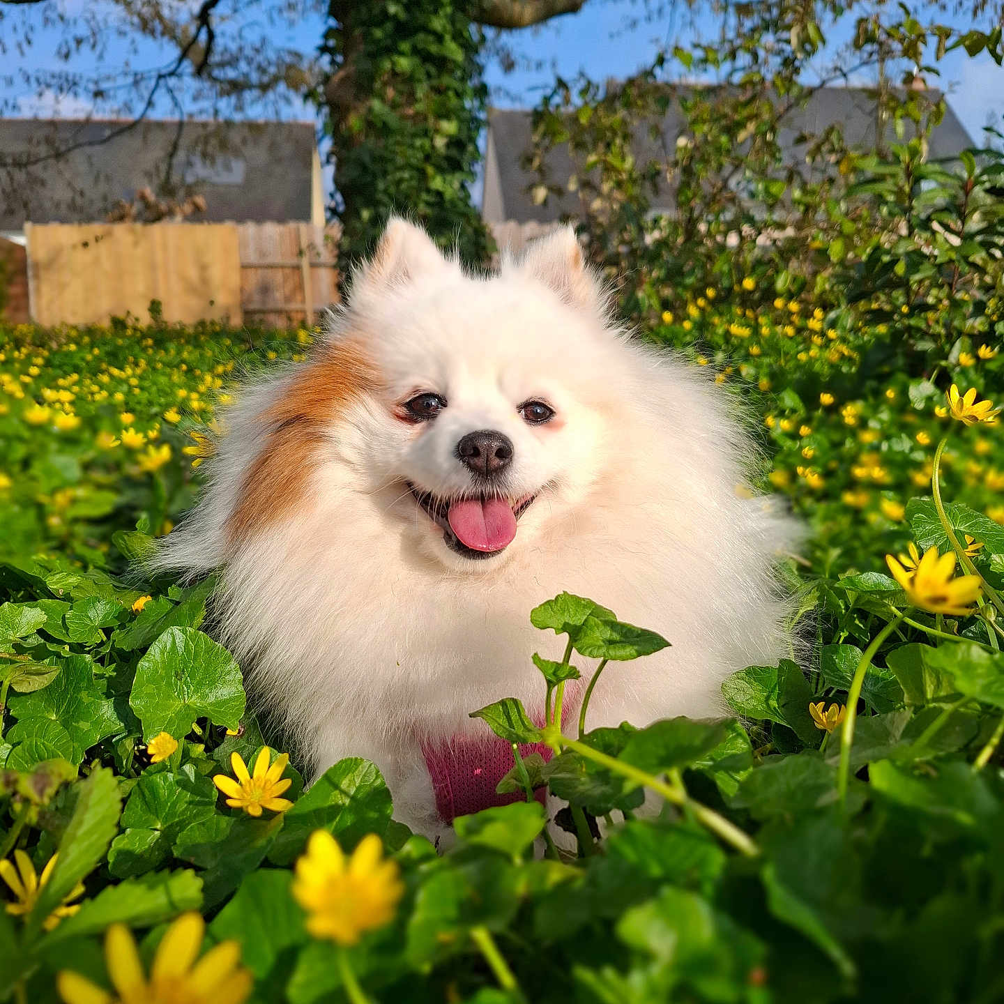 Luna a rejoint le concours — aidez-le/la à gagner de superbes lots ! dog, fluffy, white_dog, outdoor, yellow_flowers, green_leaves, happy, tongue_out, nature, sunlight, tree, sky, garden, pet, cute, animal, spring, smiling, fur, small_dog