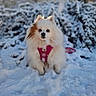 Luna a rejoint le concours — aidez-le/la à gagner de superbes lots ! adorable, animal, canine, cold, cute, daylight, dog, fluffy, frozen, fur, nature, outdoor, pet, pink_harness, playful, portrait, small_dog, snow, white_fur, winter