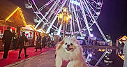 Luna participe au concours pour gagner de l'argent avec cette photo : barrel, crowd, decorations, dog, fairground, ferris_wheel, festive, happy, leash, lights, night, outdoor, people, pet, pomeranian, pool, purple_lights, red_carpet, reflection, wooden_stalls