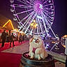 barrel, crowd, decorations, dog, fairground, ferris_wheel, festive, happy, leash, lights, night, outdoor, people, pet, pomeranian, pool, purple_lights, red_carpet, reflection, wooden_stalls