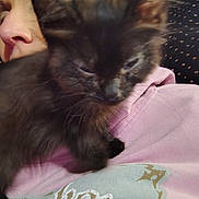 Bootzs is registered to the contest to win money with this photo: animal, black_fur, blurred, cat, close_up, companion, cozy, cute, face, furry, hoodie, human, indoor, kitten, person, pet, pink_clothing, resting, shoulder, sleepy