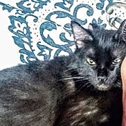 Bootzs is registered to the contest to win money with this photo: black_cat, cat, pet, animal, feline, close_up, indoor, patterned_background, face_partial, resting, fur, whiskers, ears, eye, domestic_cat, portrait, blurred, human, companion, cozy