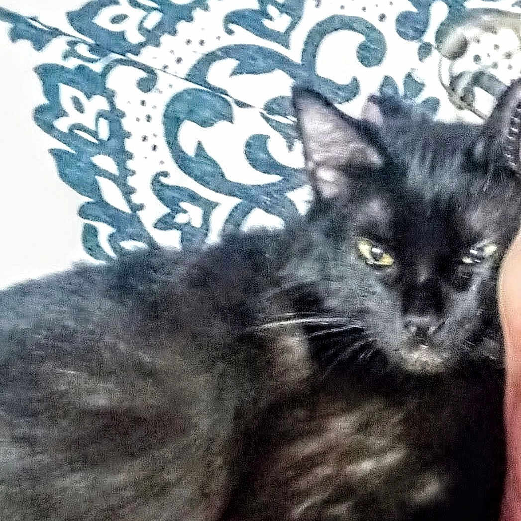 Bootzs is registered to the contest to win money with this photo: animal, black_cat, blurred, cat, close_up, companion, cozy, domestic_cat, ears, eye, face_partial, feline, fur, human, indoor, patterned_background, pet, portrait, resting, whiskers