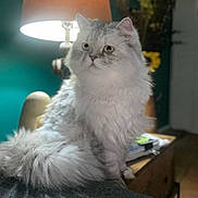 Nello is registered to the contest to win money with this photo: animal, cat, couch, cozy, cute, domestic_cat, fluffy_cat, fur, furniture, gray_cat, houseplant, indoor, lamp, living_room, pet, portrait, sitting, table, tail, white_cat