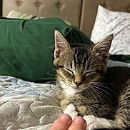Scootie is registered to the contest to win money with this photo: kitten, cat, tabby, sleeping, bed, pillow, quilt, white_paws, cozy, resting, indoor, pet, animal, feline, cute, relaxed, human_toes, close_up, domestic, young