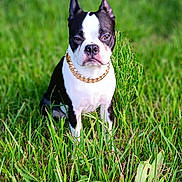 Koa joined the competition — help win amazing prizes! dog, boston_terrier, grass, outdoor, pet, canine, chain, black_and_white, animal, nature, sitting, portrait, ears, fur, close_up, summer, daylight, background_blur, serious, cute