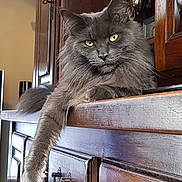 Osiris participe au concours pour gagner de l'argent avec cette photo : animal, cat, claws, closeup, domestic_cat, feline, fluffy, fur, furniture, gray_cat, household, indoor, lounging, paw, pet, portrait, relaxed, whiskers, wooden_cabinet, yellow_eyes