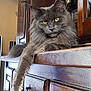 animal, cat, claws, closeup, domestic_cat, feline, fluffy, fur, furniture, gray_cat, household, indoor, lounging, paw, pet, portrait, relaxed, whiskers, wooden_cabinet, yellow_eyes