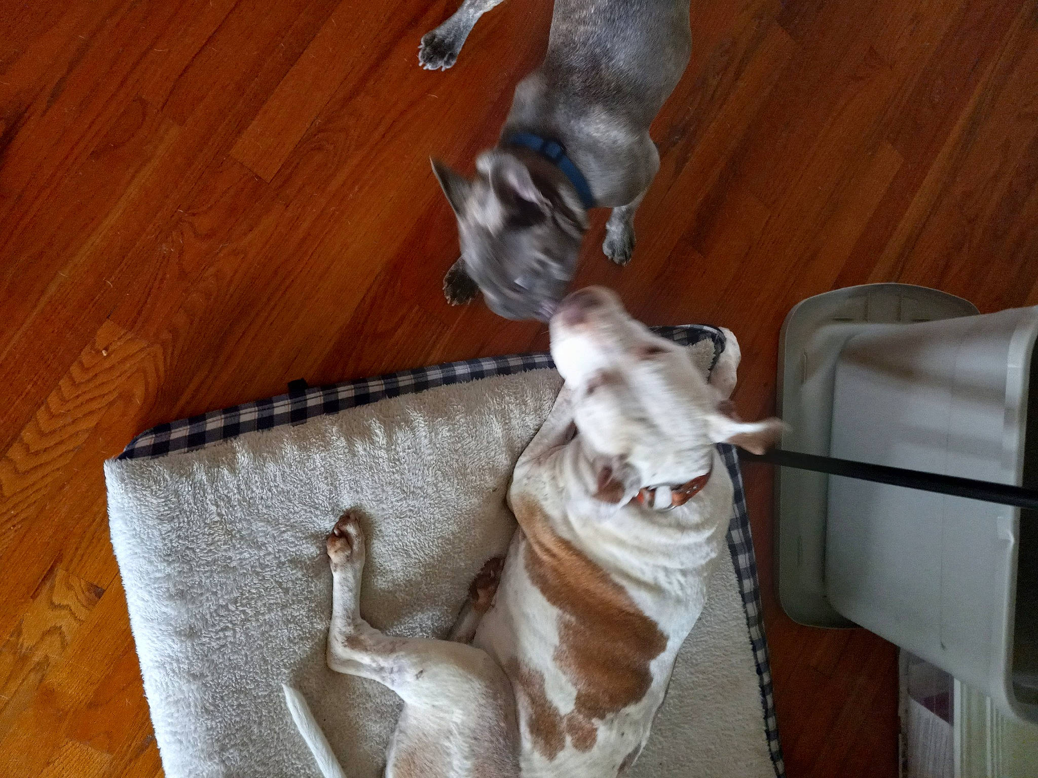 Calli joined the competition — help win amazing prizes! canidae, carnivore, comfort, companion_dog, dog, dog_breed, fawn, felidae, floor, flooring, fur, hardwood, paw, pet_supply, small_to_medium_sized_cats, tail, varnish, wood, wood_stain, working_animal