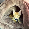 cat, orange_tabby, pet_cave, plush, cozy, feline, indoor, resting, alert, fur, collar, tag, cute, animal, pet, soft, comfort, relaxed, small_space, domestic_cat
